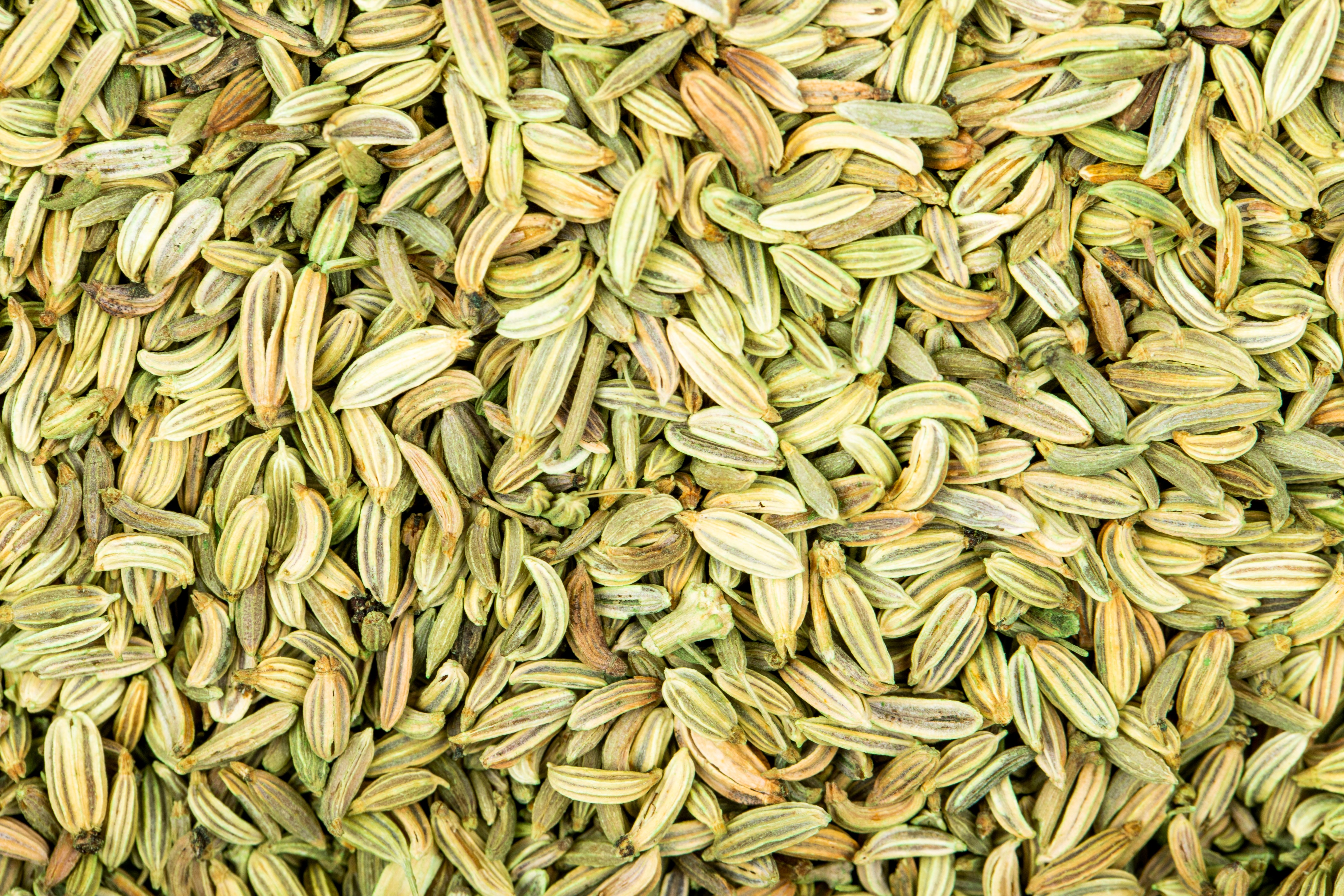Fennel seeds saunf exporter India Gujarat wholesale
